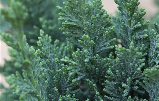 Chamaecyparis lawsoniana 'Wisselii'  Chamaecyparis lawsoniana 'Wisselii'