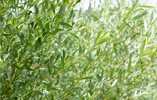 Salix daphnoides  Salix daphnoides