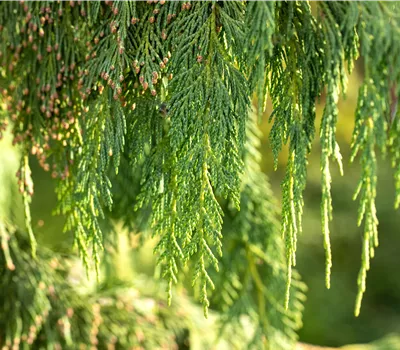 Chamaecyparis nootkatensis 'Pendula' 