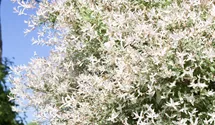 Saule multicolore 'Hakuro Nishiki'
