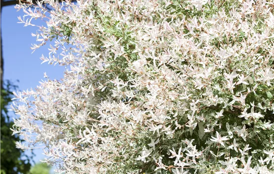 Salix integra 'Hakuro Nishiki' 