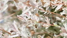 Saule multicolore 'Hakuro Nishiki'