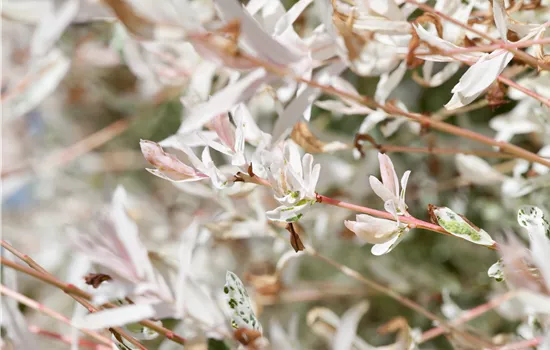 Salix integra 'Hakuro Nishiki' Salix integra 'Hakuro Nishiki'