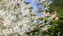 Saule multicolore 'Hakuro Nishiki'
