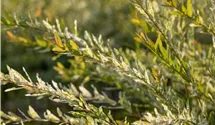 Saule multicolore 'Hakuro Nishiki'