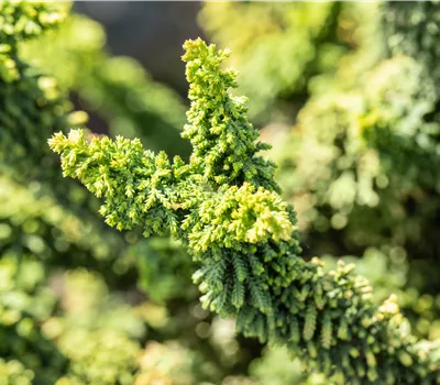 Chamaecyparis obtusa 'Teddy Bear'