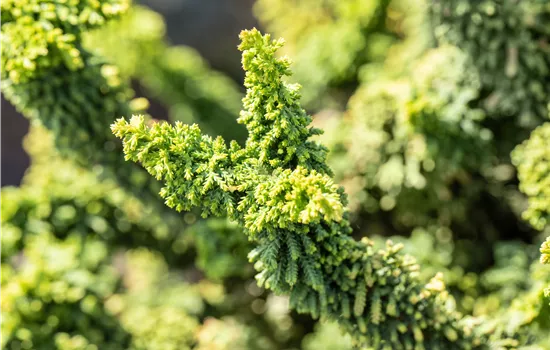 Chamaecyparis obtusa 'Teddy Bear'