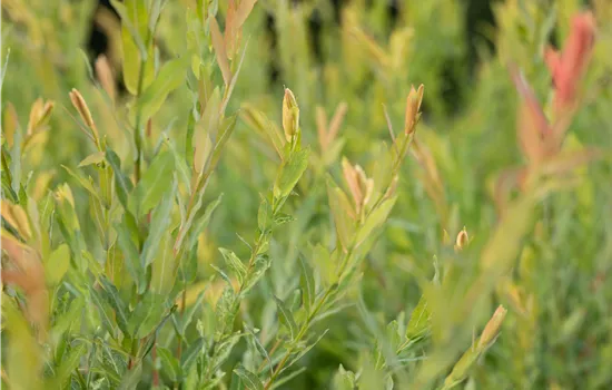 Salix purpurea  Salix purpurea
