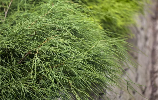 Chamaecyparis pisifera 'Filifera Nana' 