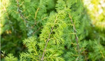 -2m hoch/Wacholder aufrecht/robust