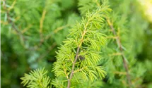 -2m hoch/Wacholder aufrecht/robust