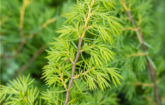 Juniperus communis 'Wallis' 