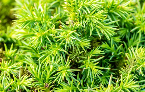 Cryptomeria japonica 'Vilmoriniana' Cryptomeria japonica 'Vilmoriniana'