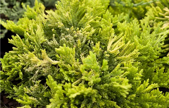 Juniperus horizontalis 'Golden Carpet'  Juniperus horizontalis 'Golden Carpet'