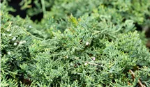 Genévrier rampant 'Wiltonii'