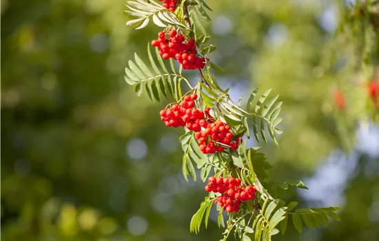Sorbus aucuparia 