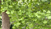 Schirm-Fächerblattbaum 20-25