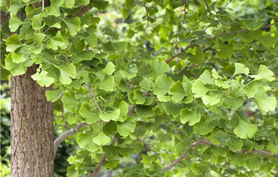 Ginkgo biloba  Ginkgo biloba