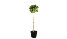 Schirm-Fächerblattbaum 20-25
