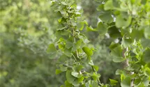 Schirm-Fächerblattbaum 20-25