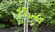 Schirm-Fächerblattbaum 20-25
