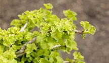 Schirm-Fächerblattbaum 20-25