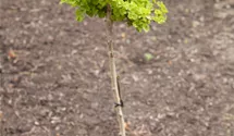 Schirm-Fächerblattbaum 20-25