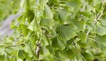 Schirm-Fächerblattbaum 20-25