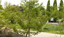 Schirm-Fächerblattbaum 20-25