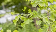 Schirm-Fächerblattbaum 20-25