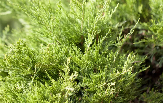 Juniperus media 'Mint Julep'  Juniperus media 'Mint Julep'