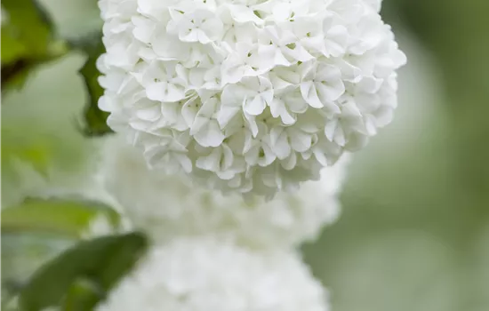 Viburnum opulus