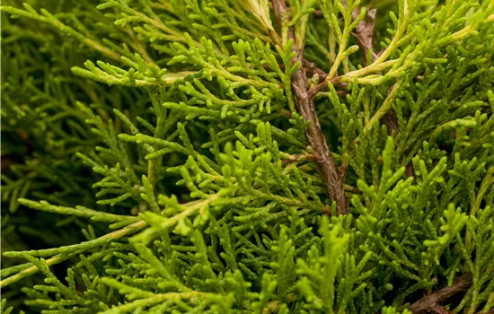 Juniperus media 'Old Gold'