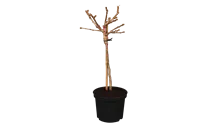 Arbre aux quarante écus 8-10 'Mariken'