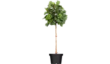 Arbre aux quarante écus 8-10 'Mariken'