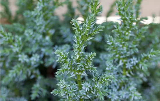 Juniperus pingii 'Loderi'  Juniperus pingii 'Loderi'