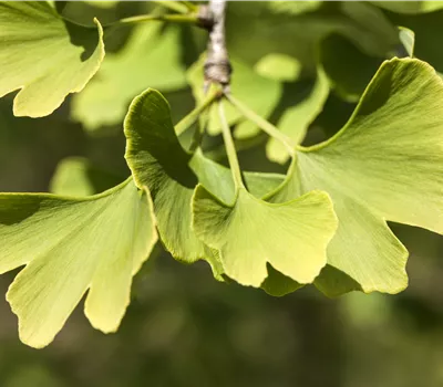 Ginkgo biloba 'Menhir' Ginkgo biloba 'Menhir'