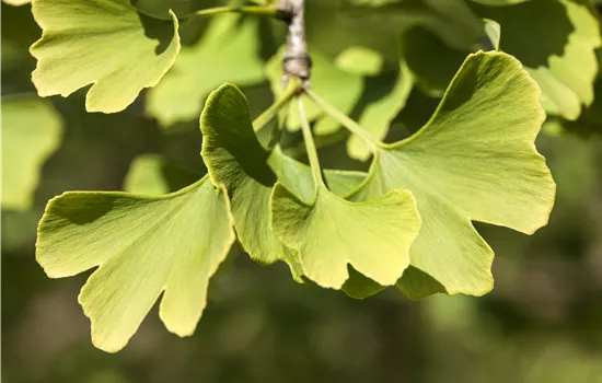 Ginkgo biloba 'Menhir'  Ginkgo biloba 'Menhir'