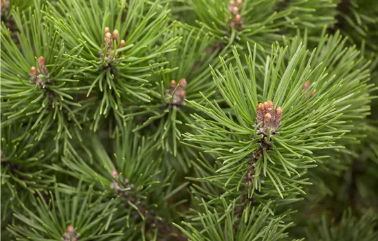 Pinus mugo 'Mops' 