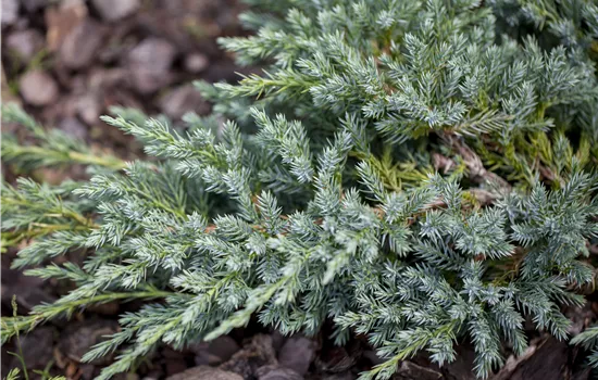 Juniperus squamata 'Blue Swede' Juniperus squamata 'Blue Swede'