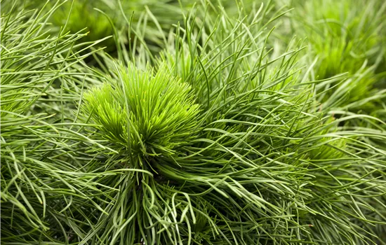 Pinus mugo 'Varella' 