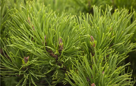 Pinus mugo 'Winter Gold' 