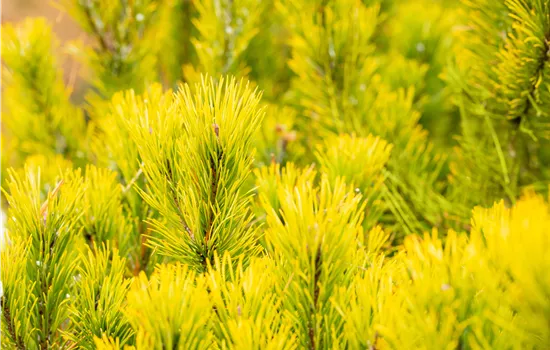 Pinus mugo 'Winter Gold'