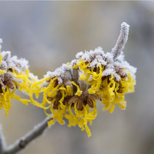 Zauberhaft blühende Sträucher – mitten im Winter
