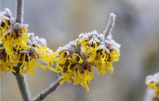 Des arbustes fleurissant magnifiquement – en plein hiver Des arbustes fleurissant magnifiquement – en plein hiver