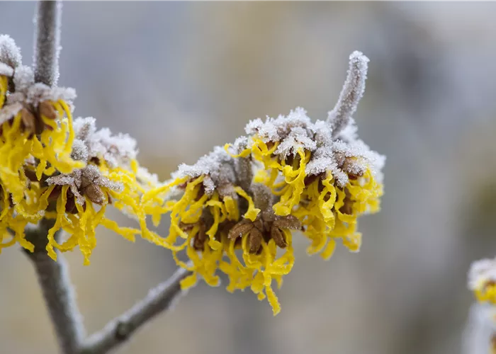 Zauberhaft blühende Sträucher – mitten im Winter