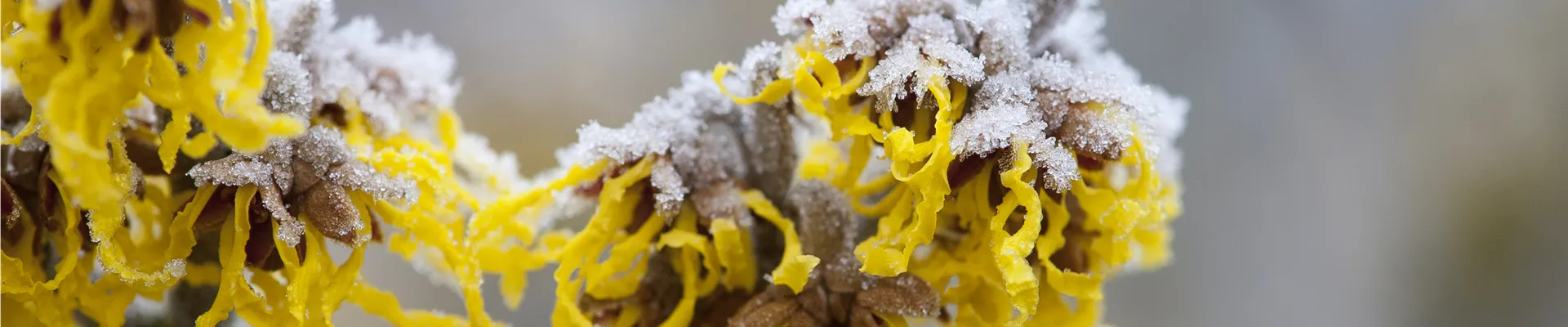Hamamelis x intermedia 'Barmstedt´s Gold'