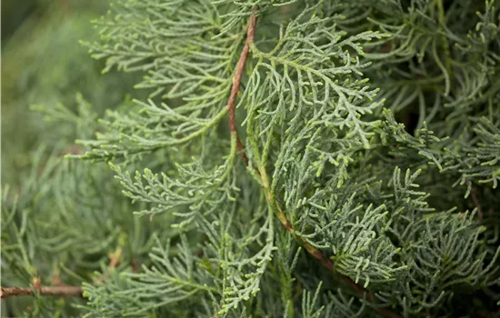 Juniperus virginiana 'Grey Owl' 