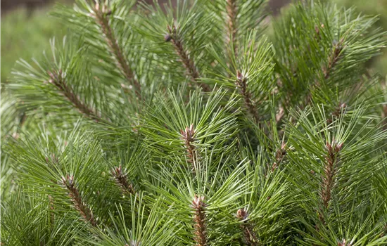 Pinus nigra 'Pierrick Brégeon'  Pinus nigra 'Pierrick Brégeon'
