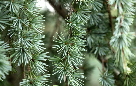 Larix kaempferi 'Blue Dwarf' 